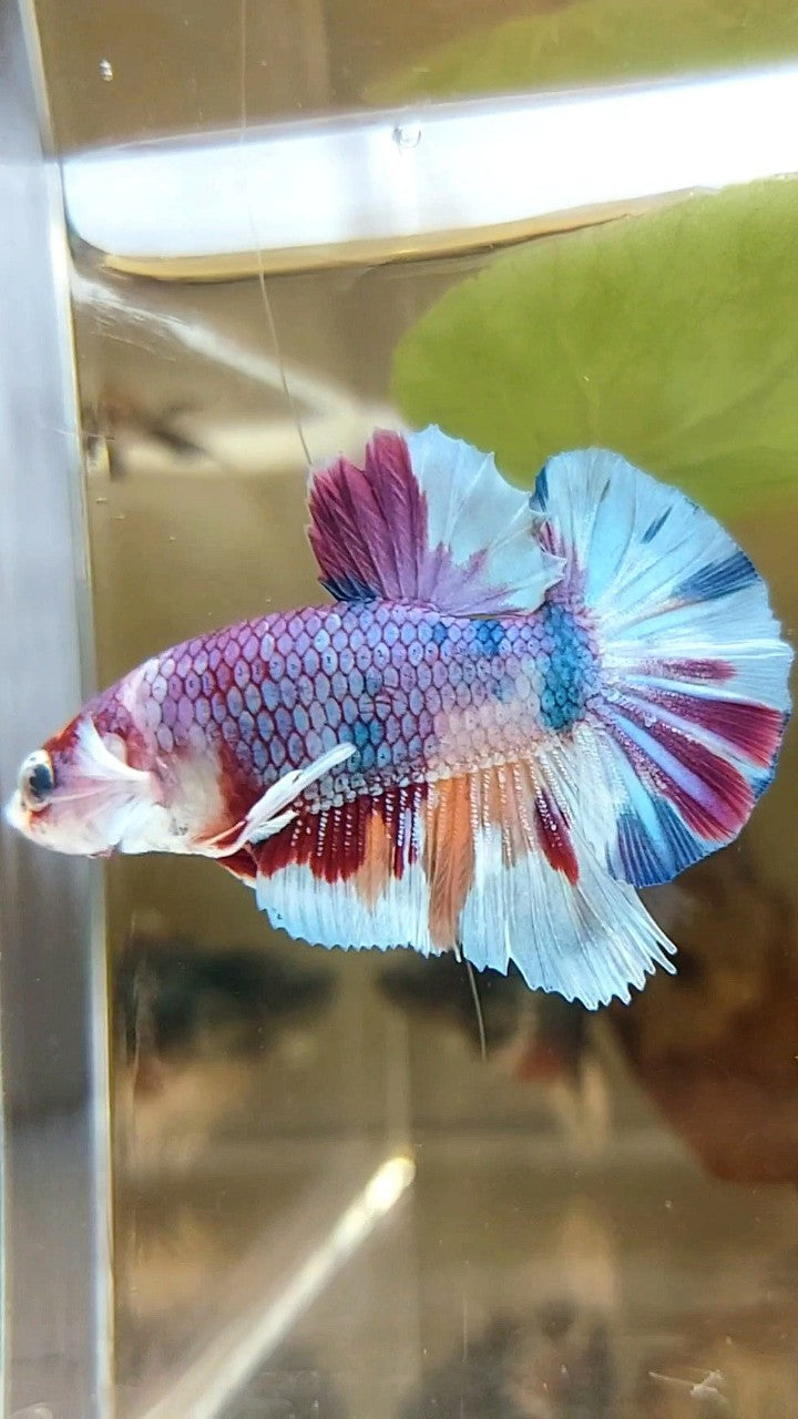 PLAKAT PURPLE METTALIC MULTICOLOR BETTA FISH