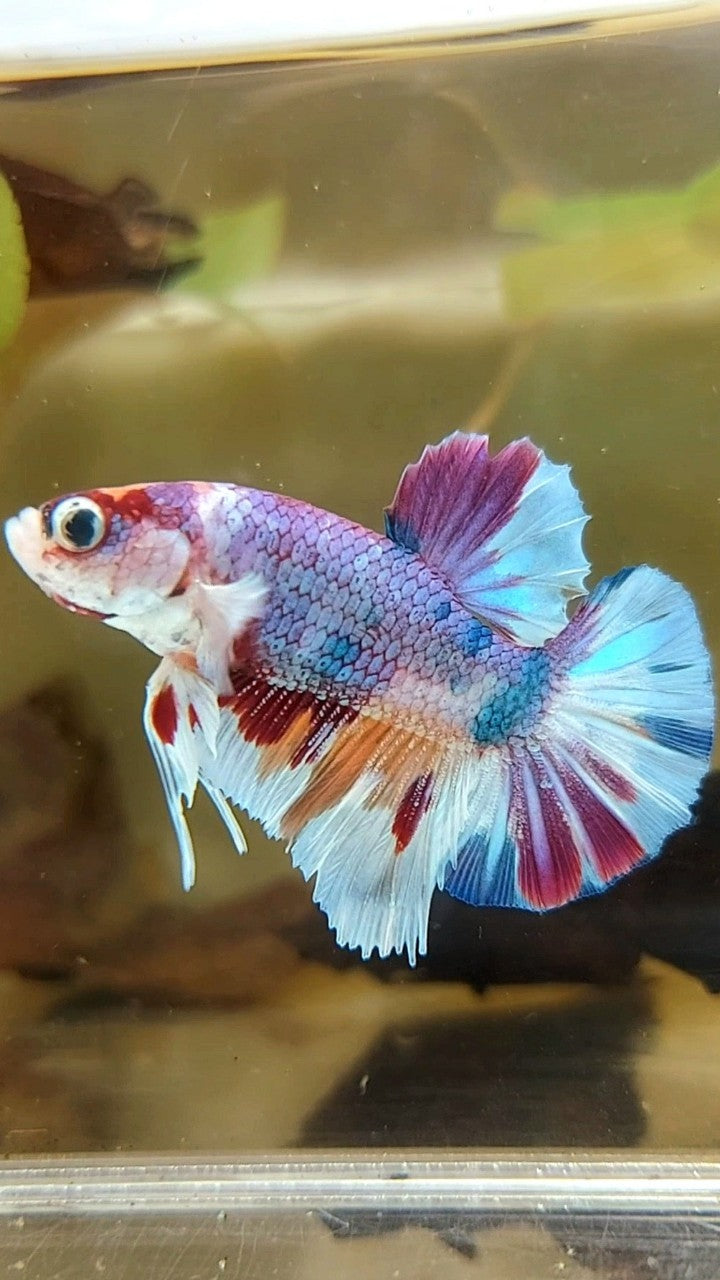PLAKAT PURPLE METTALIC MULTICOLOR BETTA FISH