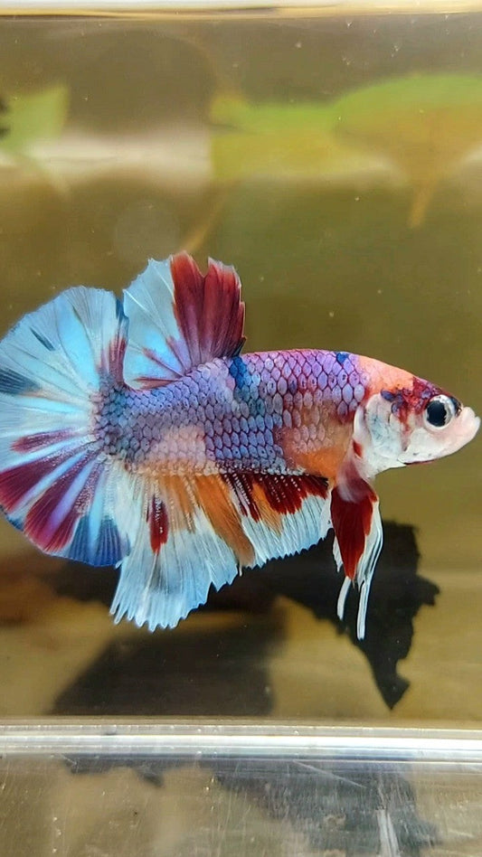 PLAKAT PURPLE METTALIC MULTICOLOR BETTA FISH