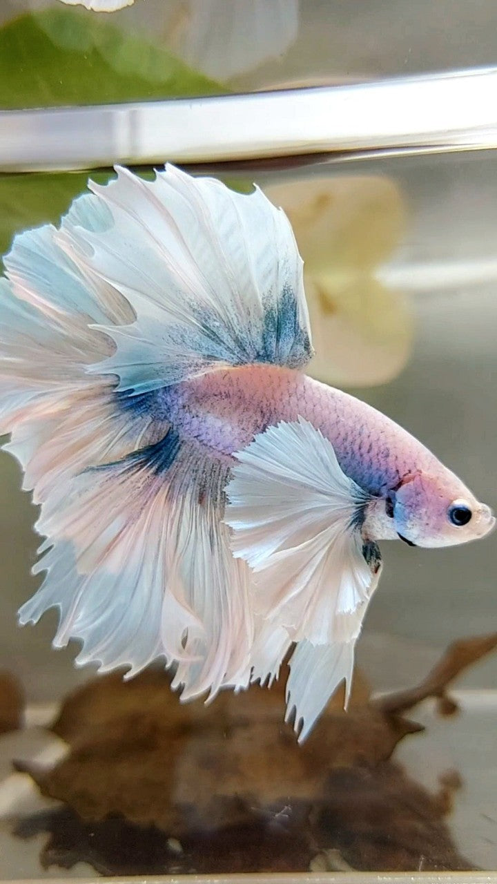 LUXURY HALFMOON SUPER DUMBO EAR FEATHER TAIL WHITE BLUE GRIZZLE BETTA FISH