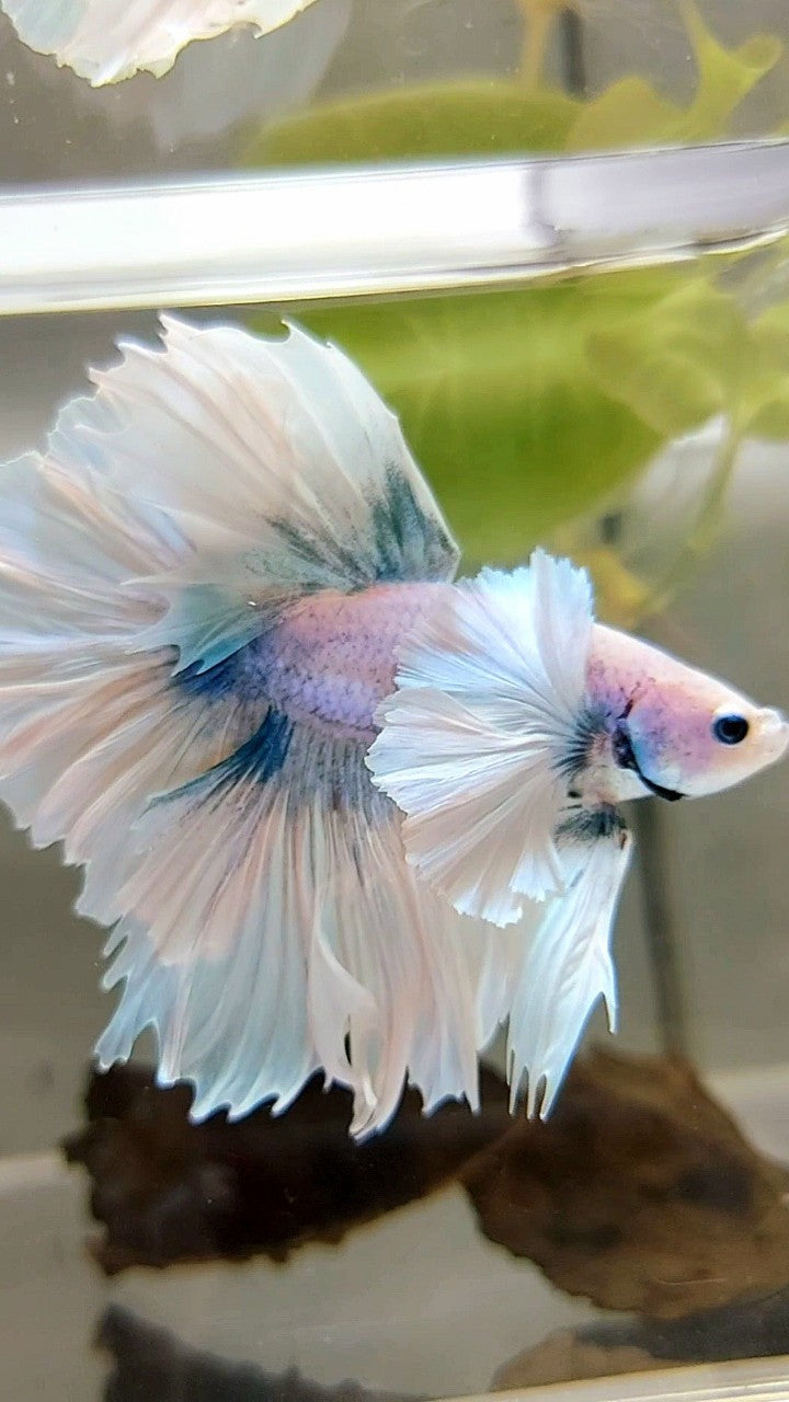 LUXURY HALFMOON SUPER DUMBO EAR FEATHER TAIL WHITE BLUE GRIZZLE BETTA FISH