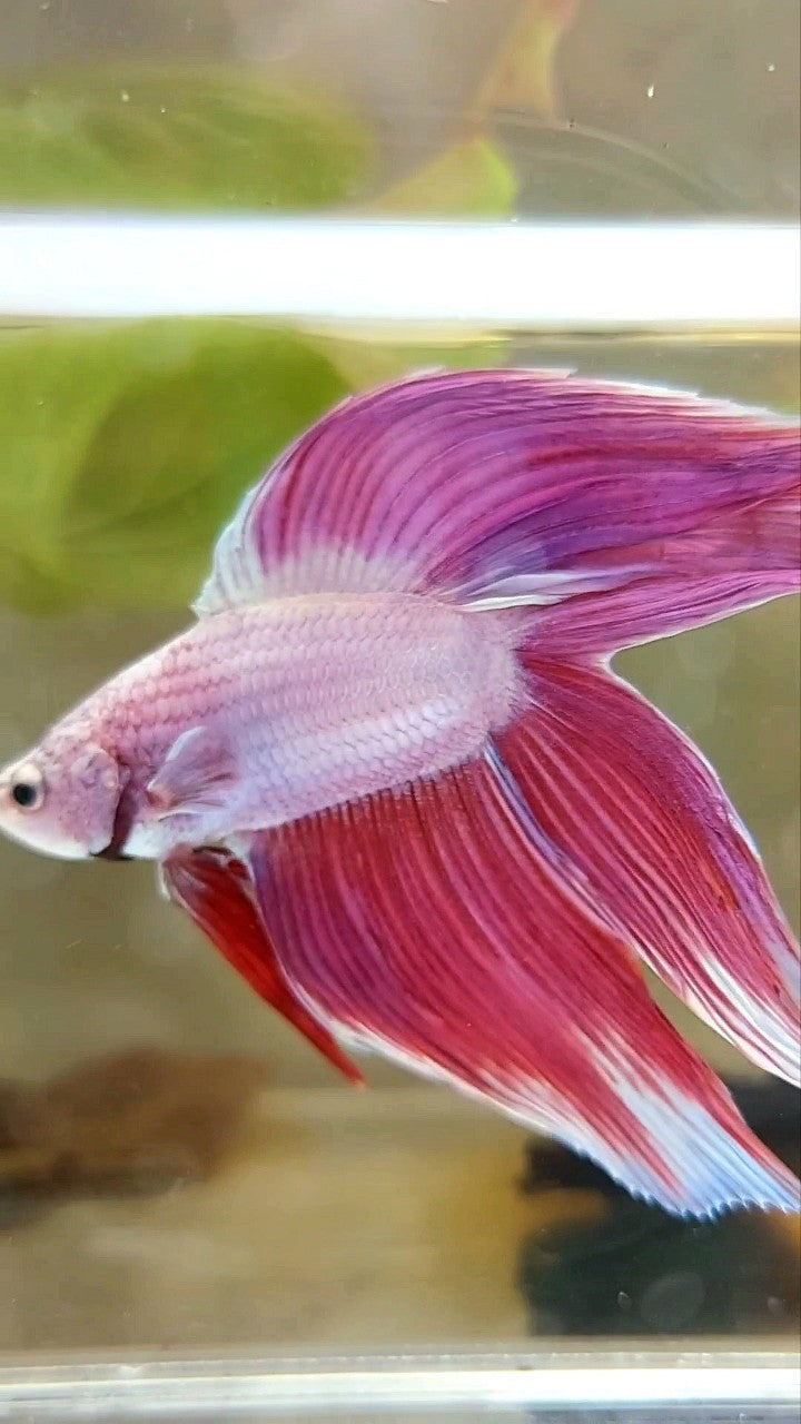 XL VEILTAIL DOUBLE TAIL PINK PREMIUM BETTA FISH