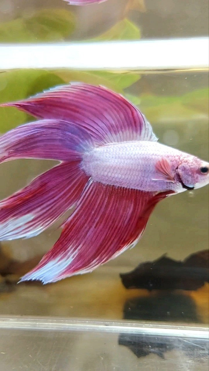 XL VEILTAIL DOUBLE TAIL PINK PREMIUM BETTA FISH