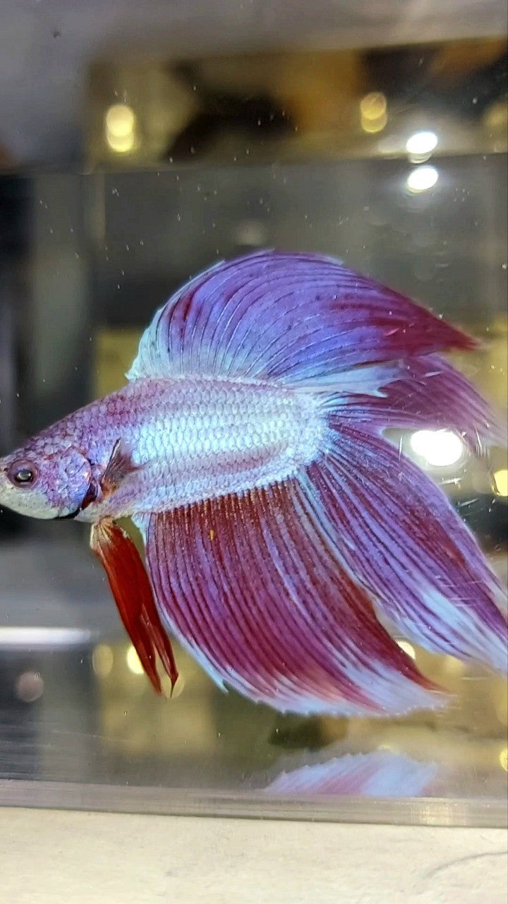 XL VEILTAIL DOUBLE TAIL PINK PREMIUM BETTA FISH