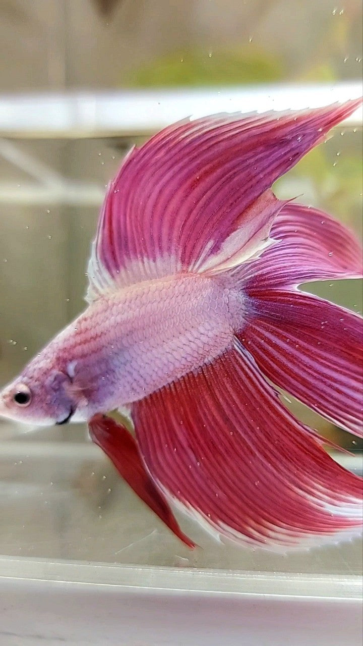 XL VEILTAIL DOUBLE TAIL PINK PREMIUM BETTA FISH