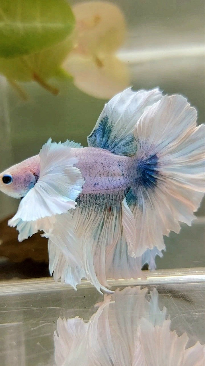 LUXURY HALFMOON SUPER DUMBO EAR FEATHER TAIL WHITE BLUE GRIZZLE BETTA FISH