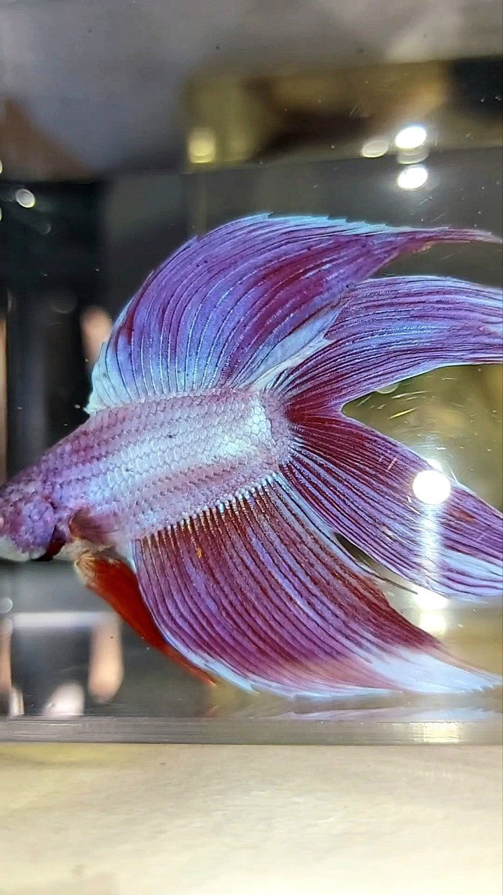 XL VEILTAIL DOUBLE TAIL PINK PREMIUM BETTA FISH