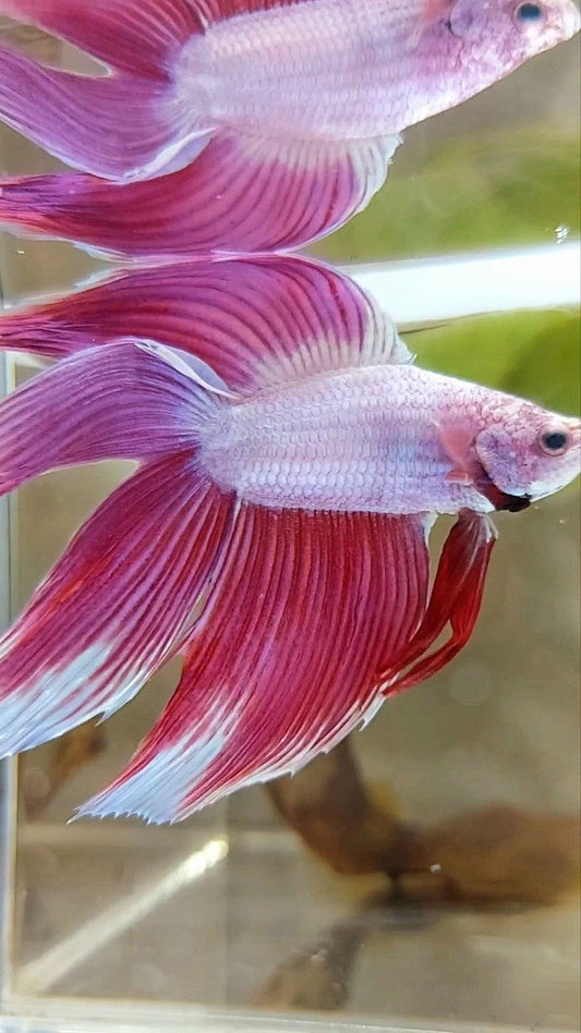 XL VEILTAIL DOUBLE TAIL PINK PREMIUM BETTA FISH