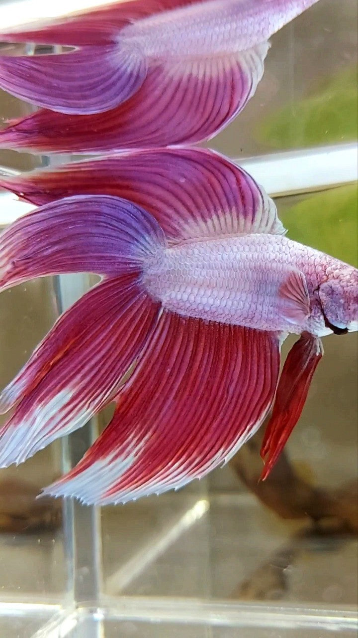 XL VEILTAIL DOUBLE TAIL PINK PREMIUM BETTA FISH