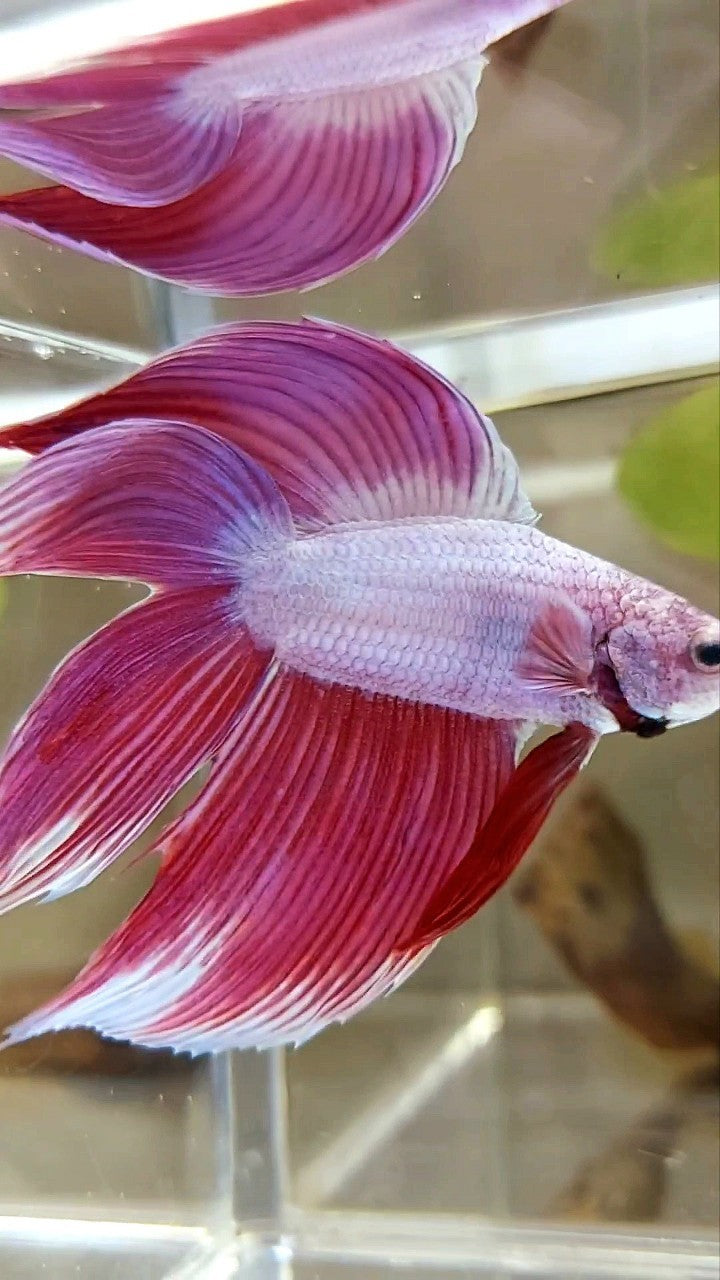XL VEILTAIL DOUBLE TAIL PINK PREMIUM BETTA FISH