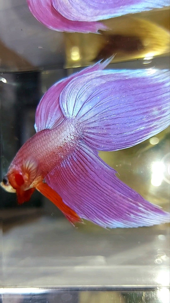 XL VEILTAIL SUPER PINK PREMIUM BETTA FISH