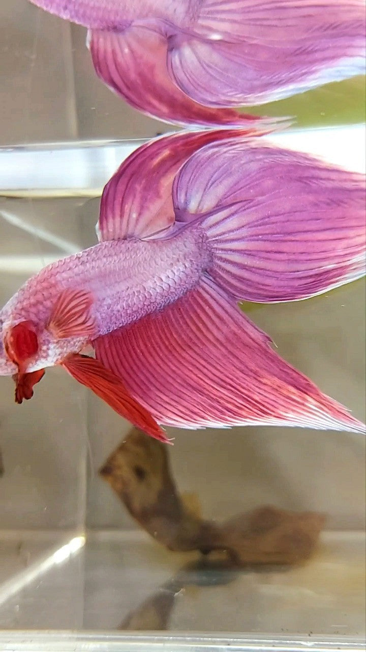 XL VEILTAIL SUPER PINK PREMIUM BETTA FISH