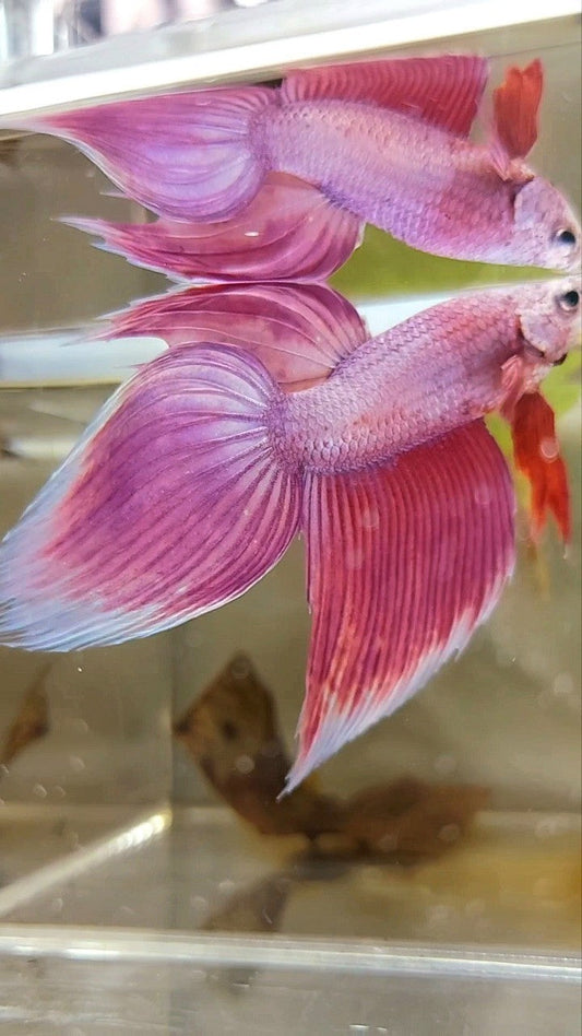 XL VEILTAIL SUPER PINK PREMIUM BETTA FISH