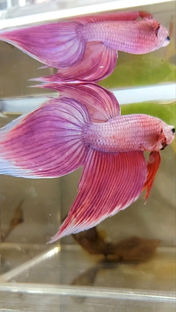 XL VEILTAIL SUPER PINK PREMIUM BETTA FISH