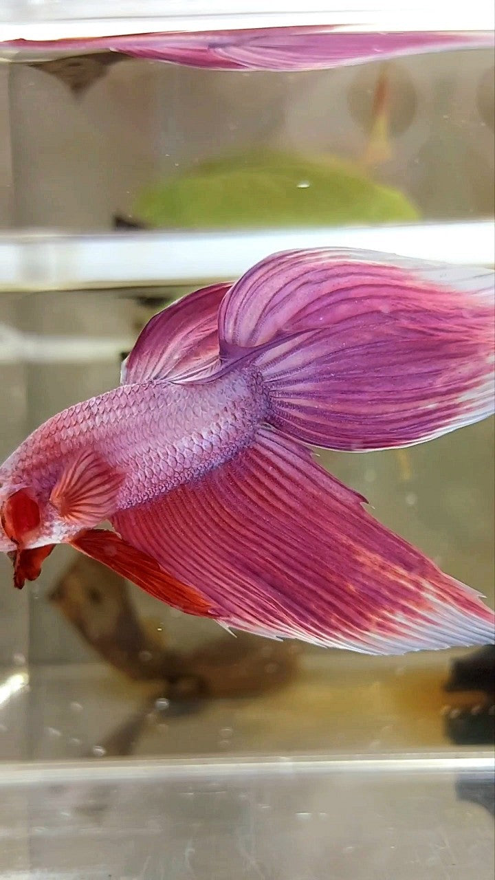 XL VEILTAIL SUPER PINK PREMIUM BETTA FISH