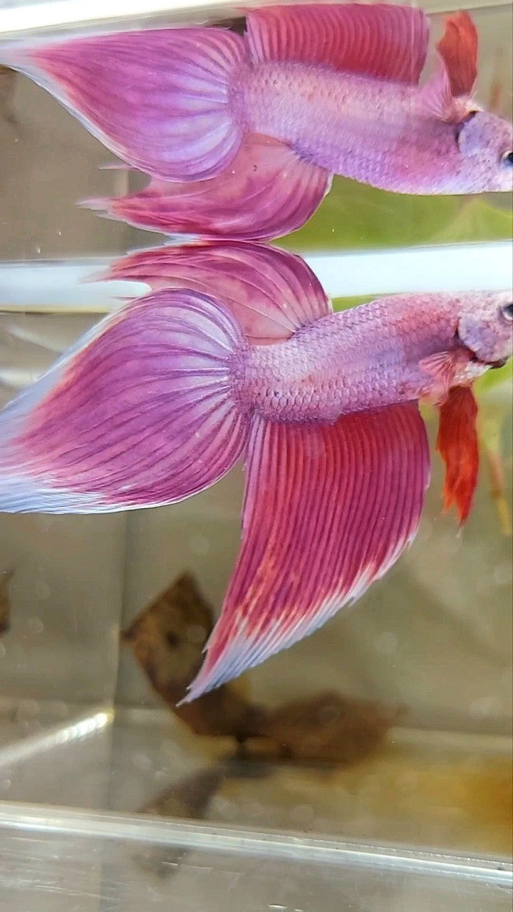 XL VEILTAIL SUPER PINK PREMIUM BETTA FISH