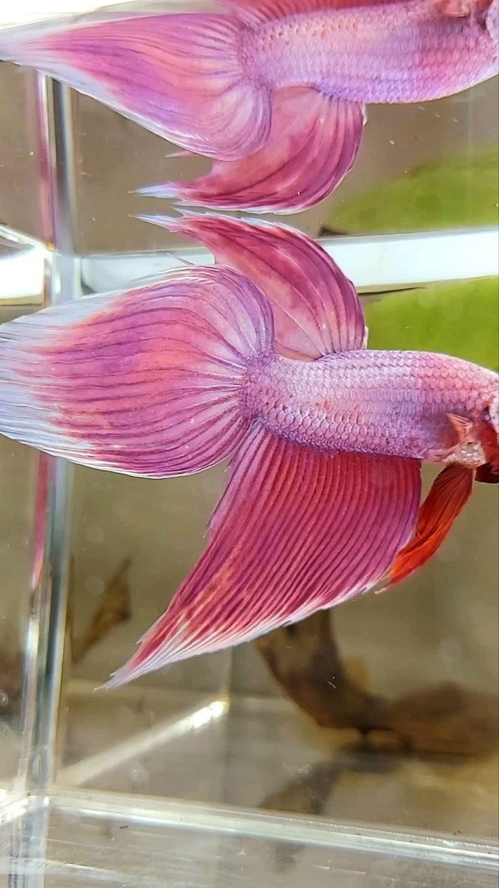 XL VEILTAIL SUPER PINK PREMIUM BETTA FISH