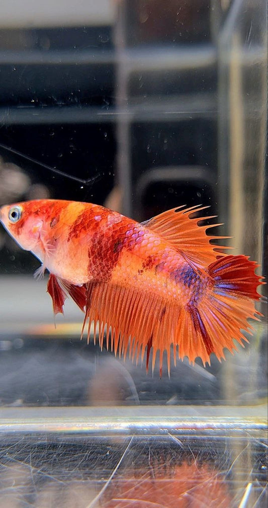 FEMALE CROWNTAIL PLAKAT ORANGE KOI NEMO MULTICOLOR BETTA FISH