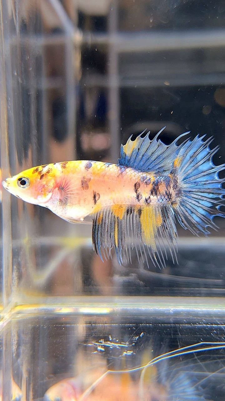 FEMALE CROWNTAIL YELLOW KOI MARBLE DOTS MULTICOLOR BETTA FISH