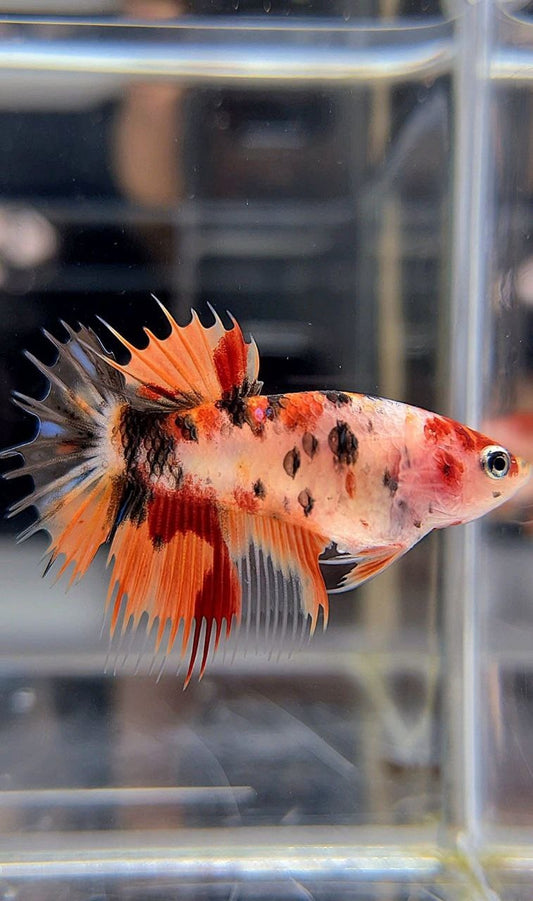 FEMALE CROWNTAIL ORANGE KOI TIGER MULTICOLOR BETTA FISH