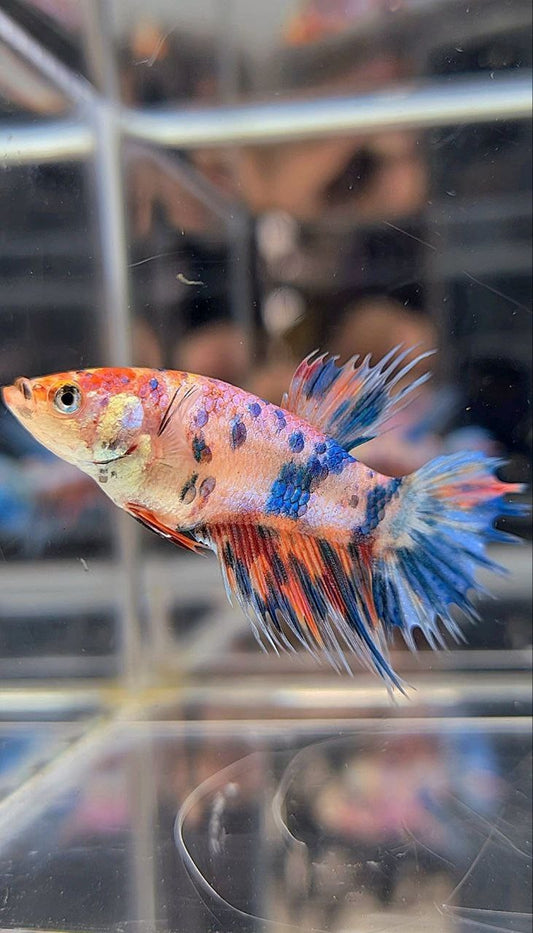 FEMALE CROWNTAIL RAINBOW MULTICOLOR BETTA FISH