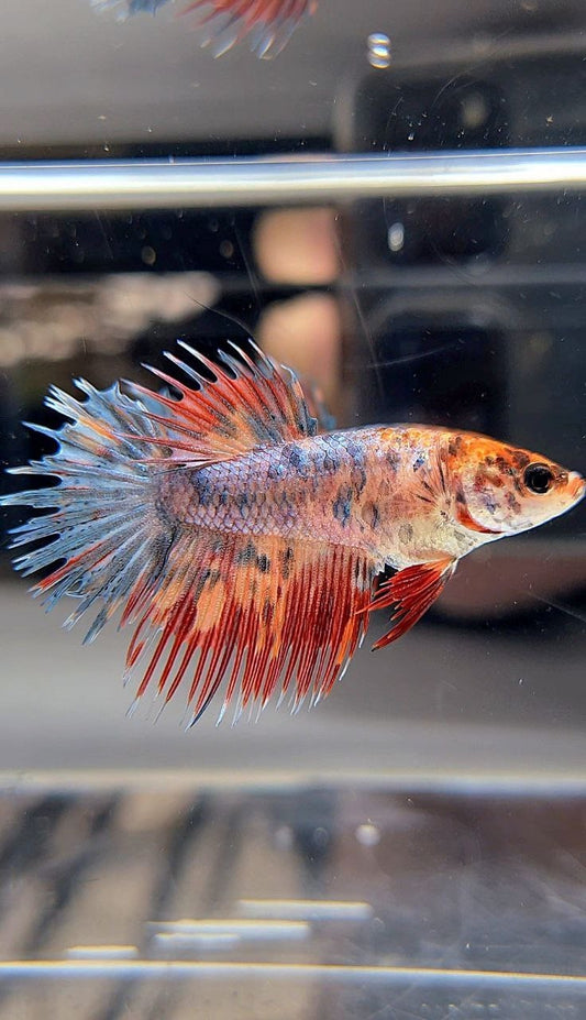 FEMALE CROWNTAIL FANCY FIRE MULTICOLOR BETTA FISH