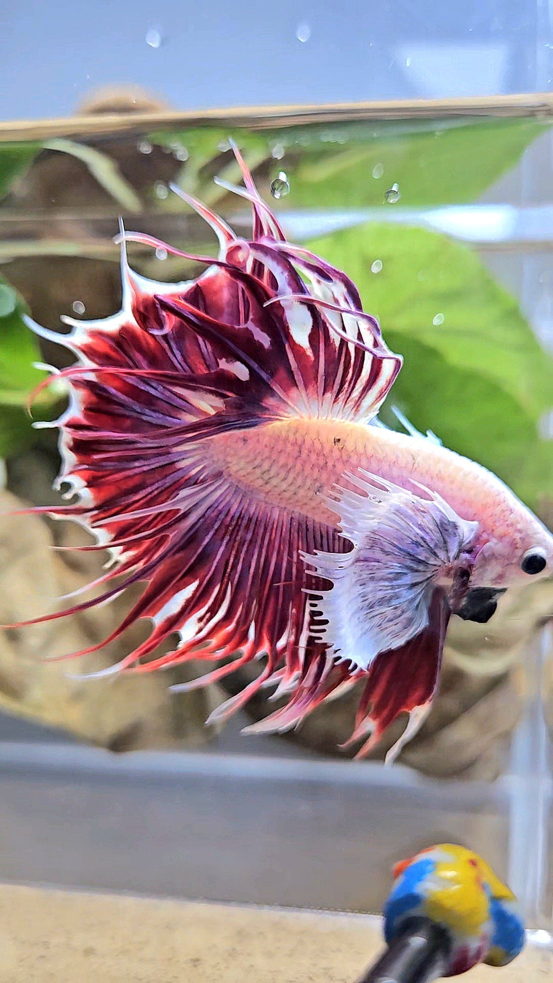 LUXURY CROWNTAIL DUMBO EAR PURPLE RED MAGENTA BETTA FISH