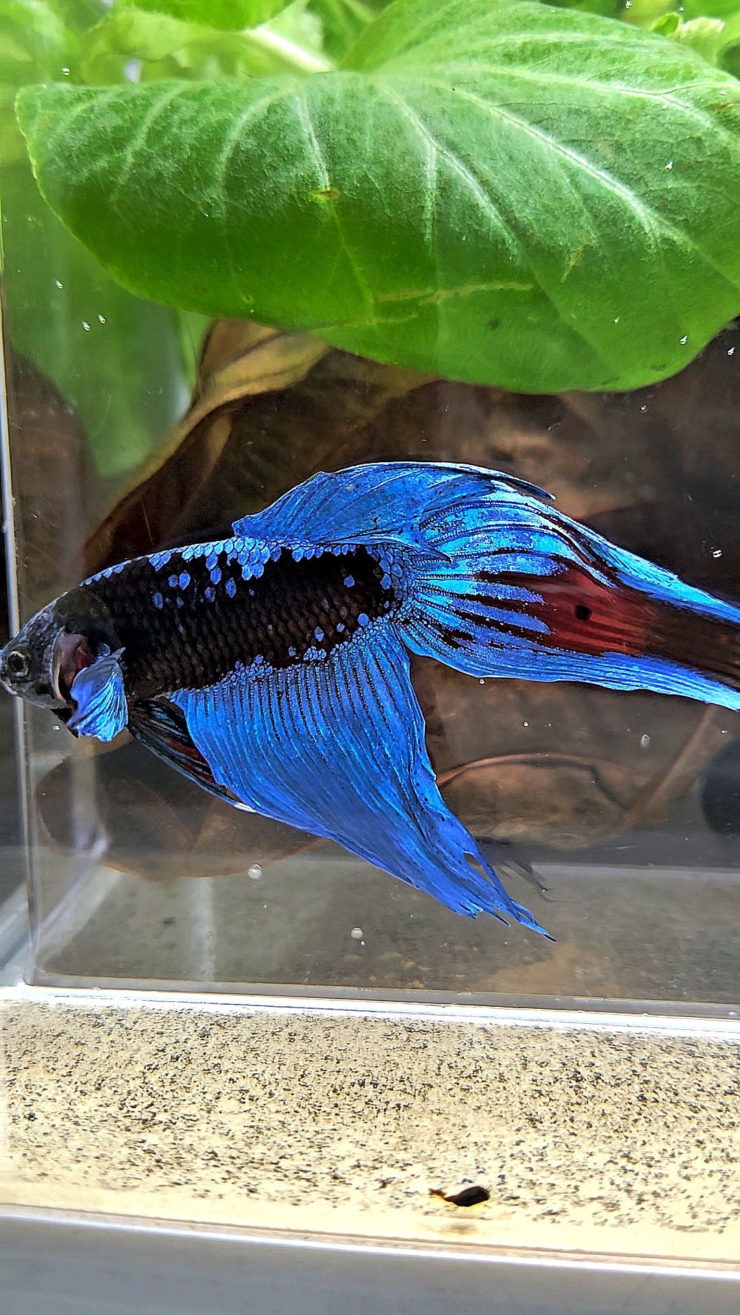 VEILTAIL BLACK GALAXY AVATAR EMERALD BETTA FISH