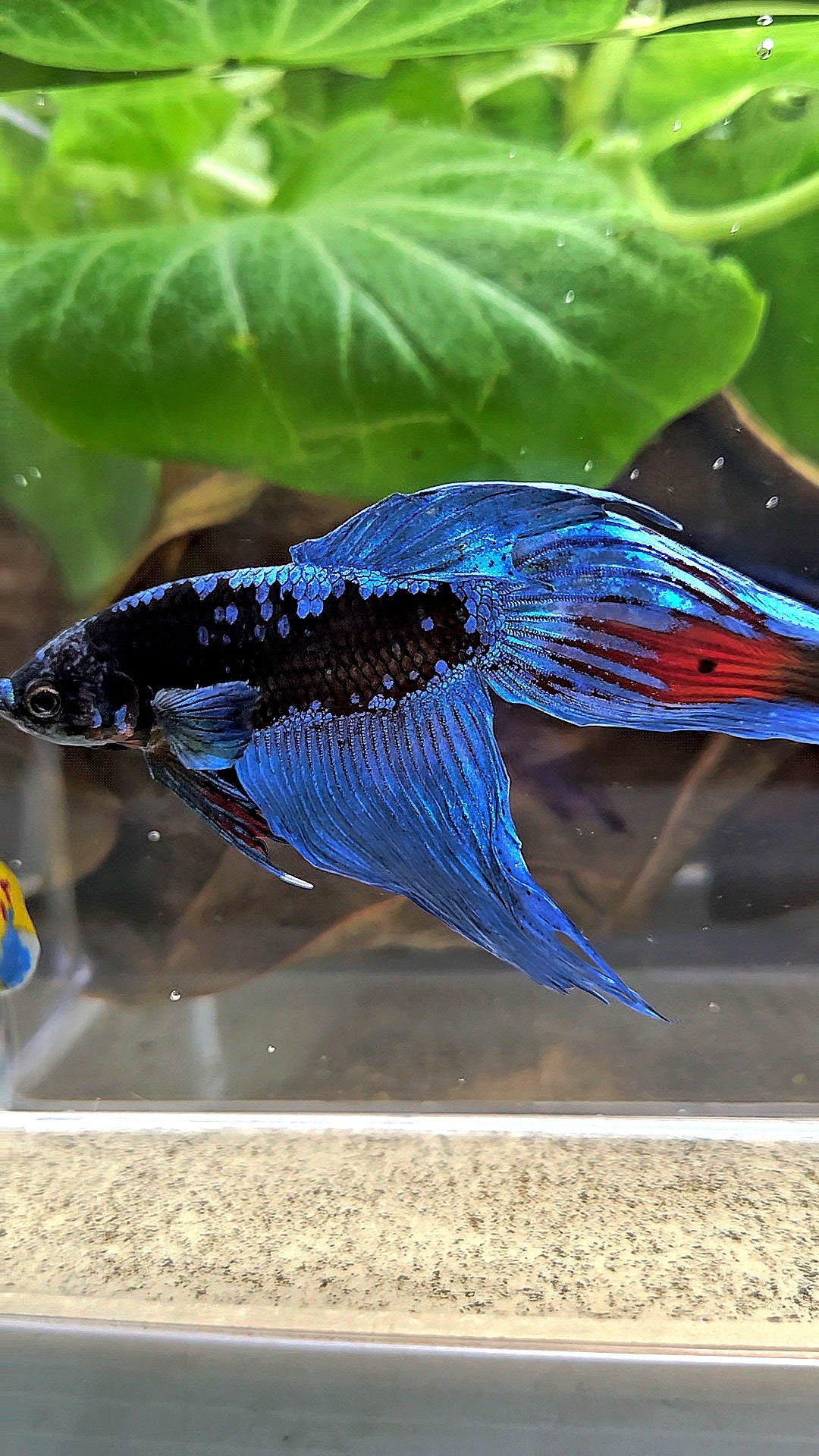 VEILTAIL BLACK GALAXY AVATAR EMERALD BETTA FISH