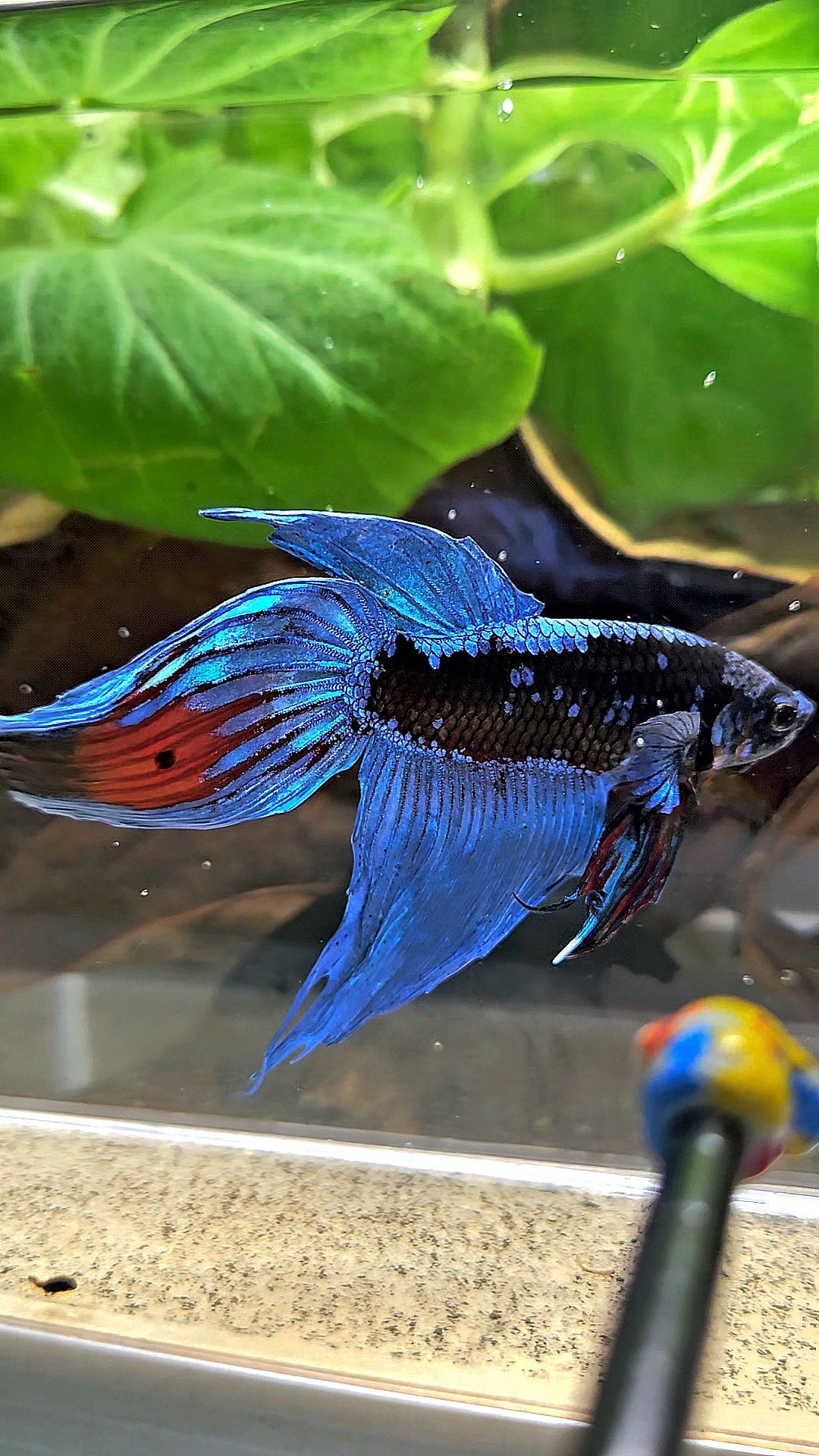 VEILTAIL BLACK GALAXY AVATAR EMERALD BETTA FISH