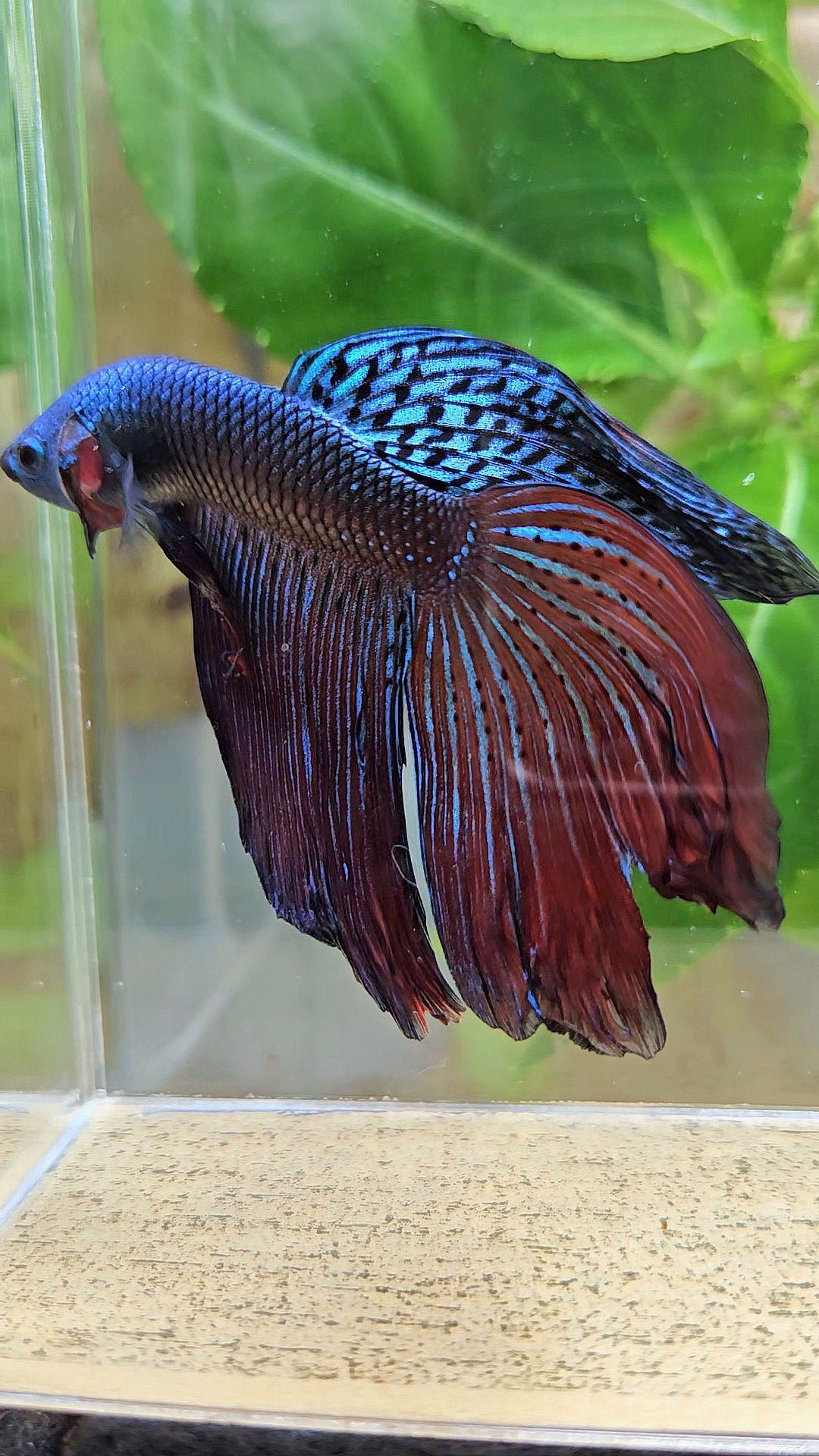 HALFMOON DELTA ALIEN GREEN BLUE HYBRID WILD BETTA FISH