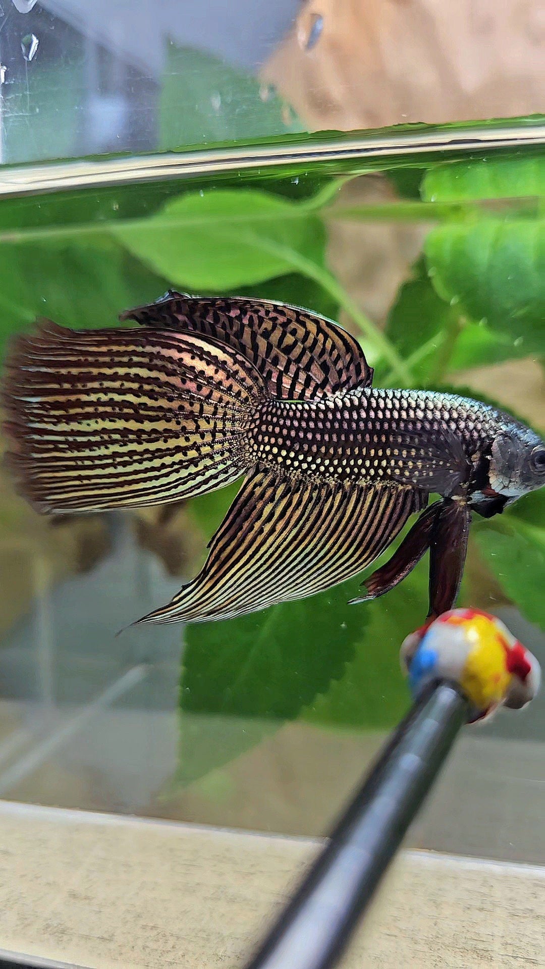 LUXURY VEILTAIL DELTA ALIEN COPPER BROWN HYBRID WILD BETTA FISH