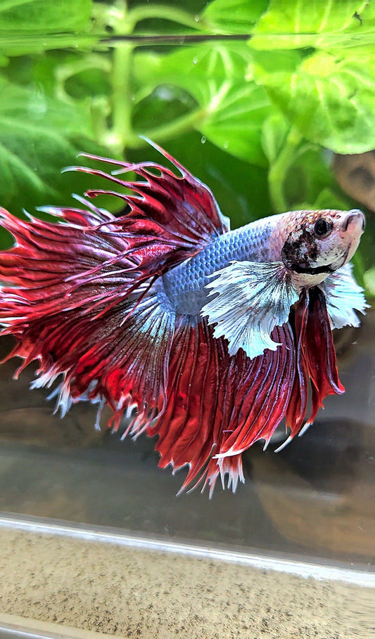 LUXURY XL CROWNTAIL HALFSUN DUMBO EAR RED MAGENTA BETTA FISH