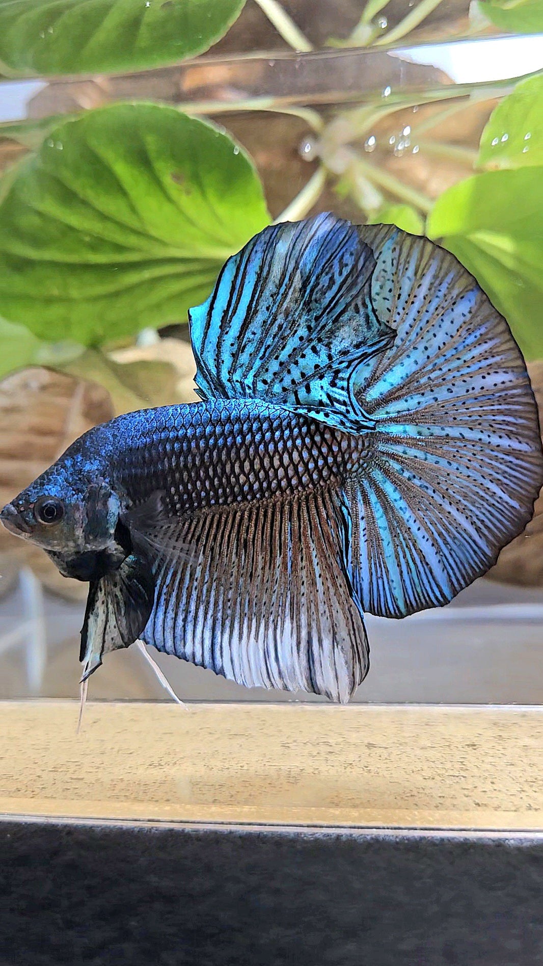 GIANT HMPK TOTAL 7CM+ DARK BLUE GREEN METALLIC BETTA FISH