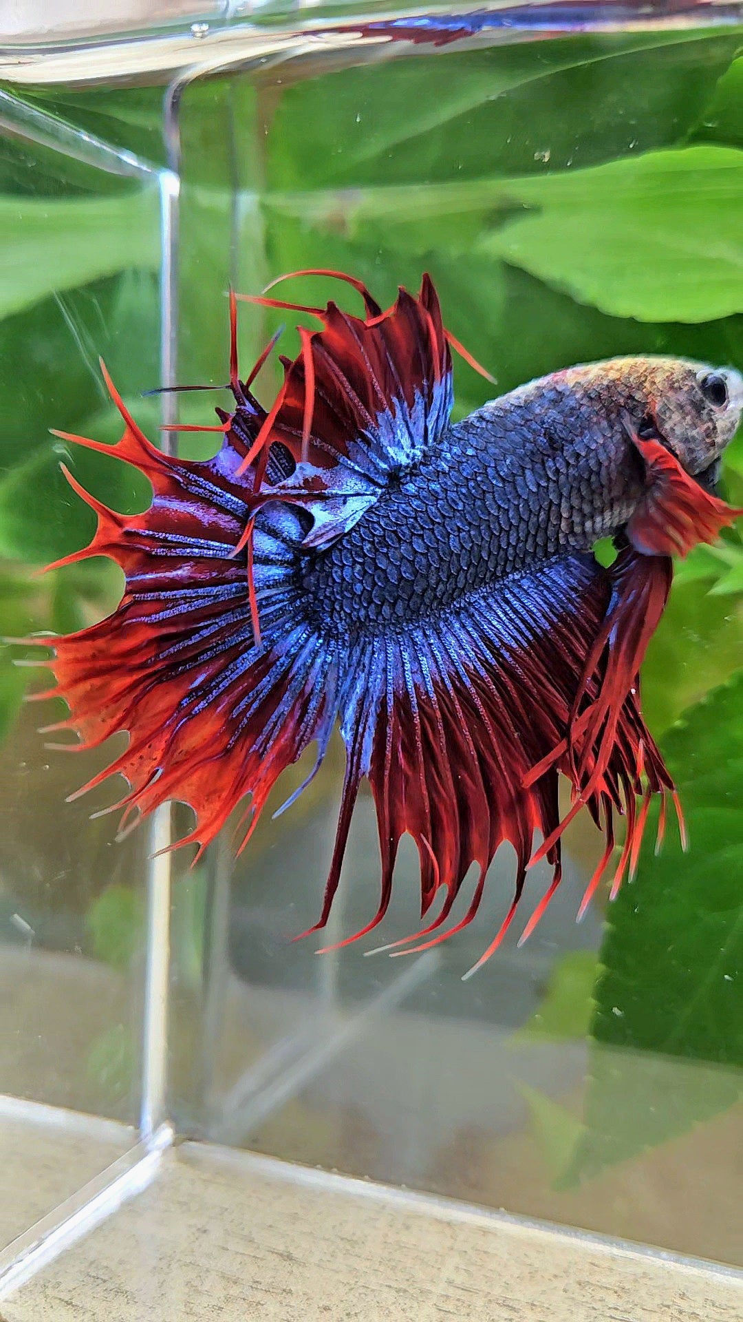 KING CROWNTAIL PLAKAT RED MASCOT BETTA FISH