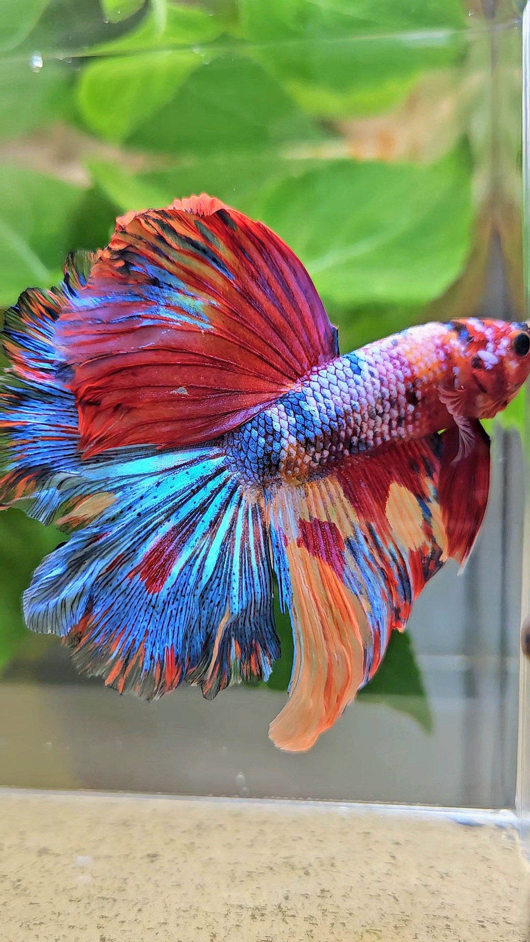 HALFMOON ROSETAIL RAINBOW FANCY MULTICOLOR BETTA FISH