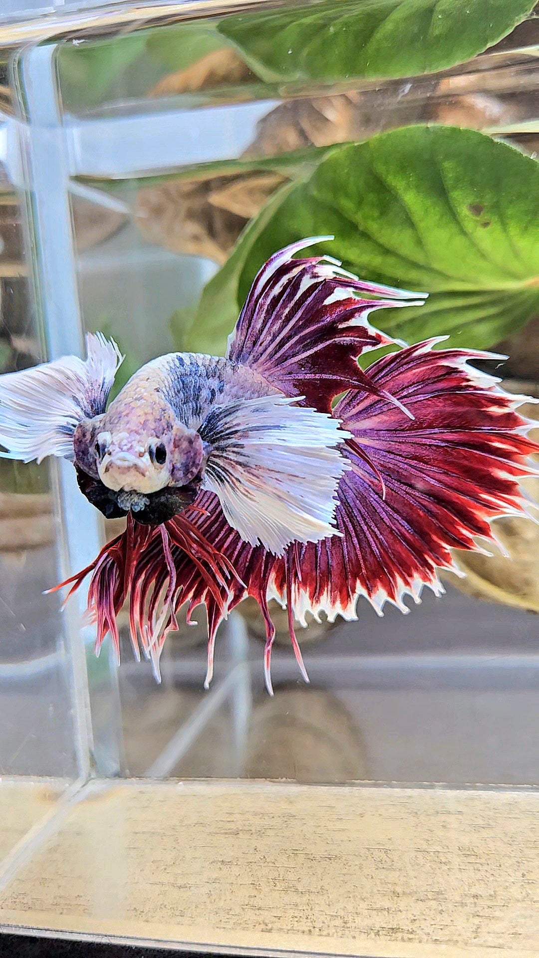 CROWNTAIL SUPER DUMBO EAR PURPLE BETTA FISH