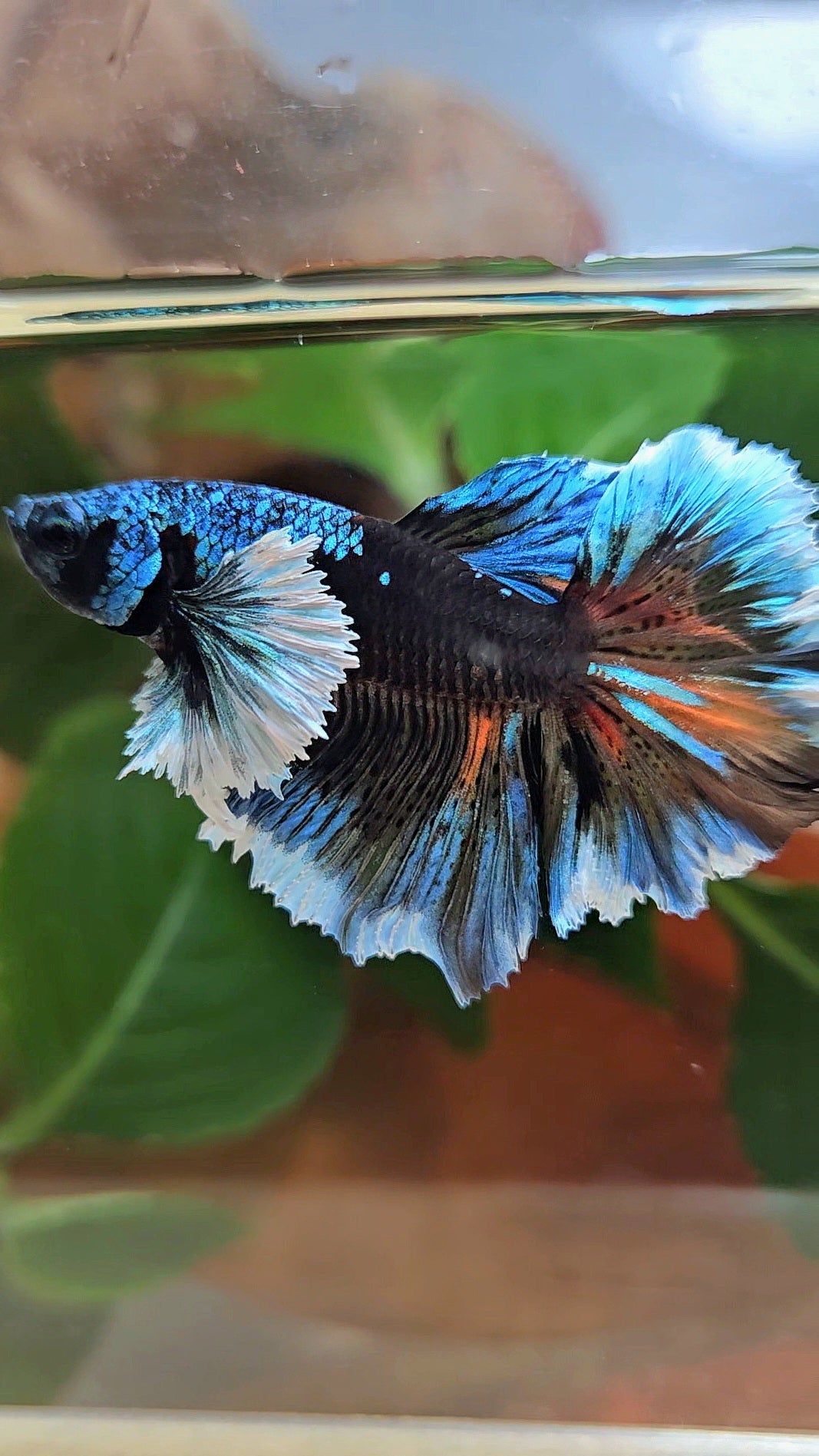 LUXURY HALFMOON DUMBO EAR ROSETAIL BLACK GALAXY AVATAR BLUE ICE VARIATION BETTA FISH