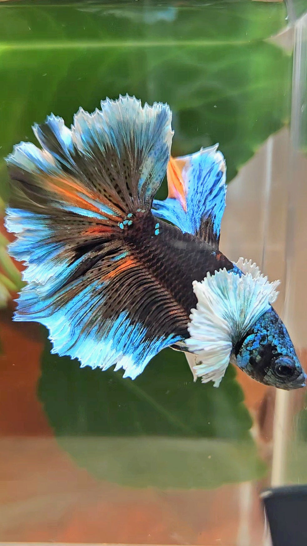 LUXURY HALFMOON DUMBO EAR ROSETAIL BLACK GALAXY AVATAR BLUE ICE VARIATION BETTA FISH