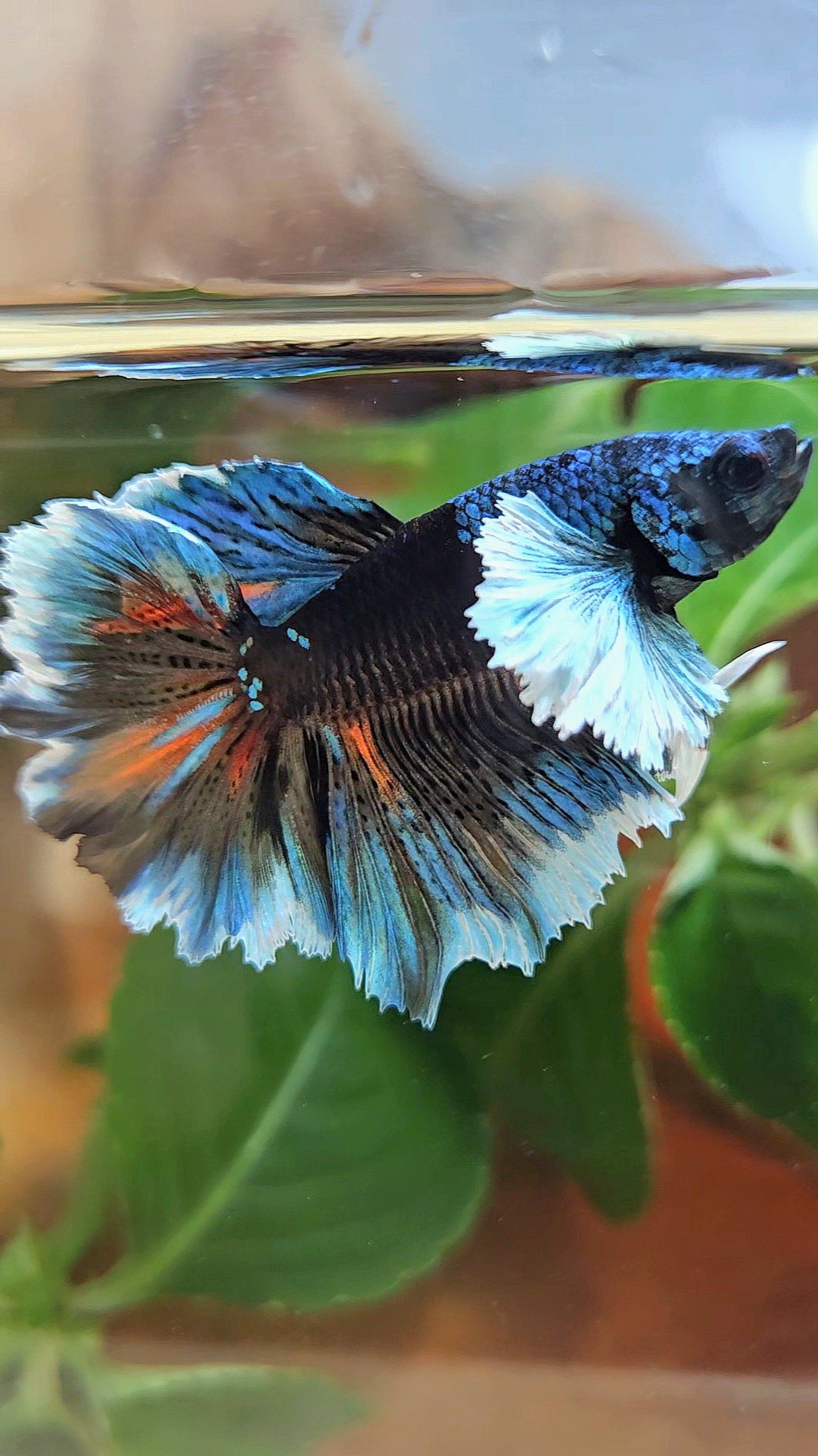 LUXURY HALFMOON DUMBO EAR ROSETAIL BLACK GALAXY AVATAR BLUE ICE VARIATION BETTA FISH