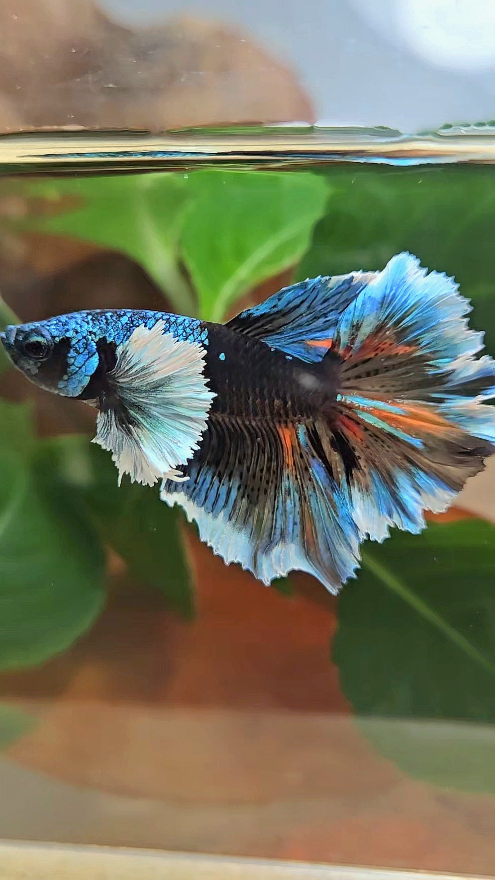 LUXURY HALFMOON DUMBO EAR ROSETAIL BLACK GALAXY AVATAR BLUE ICE VARIATION BETTA FISH