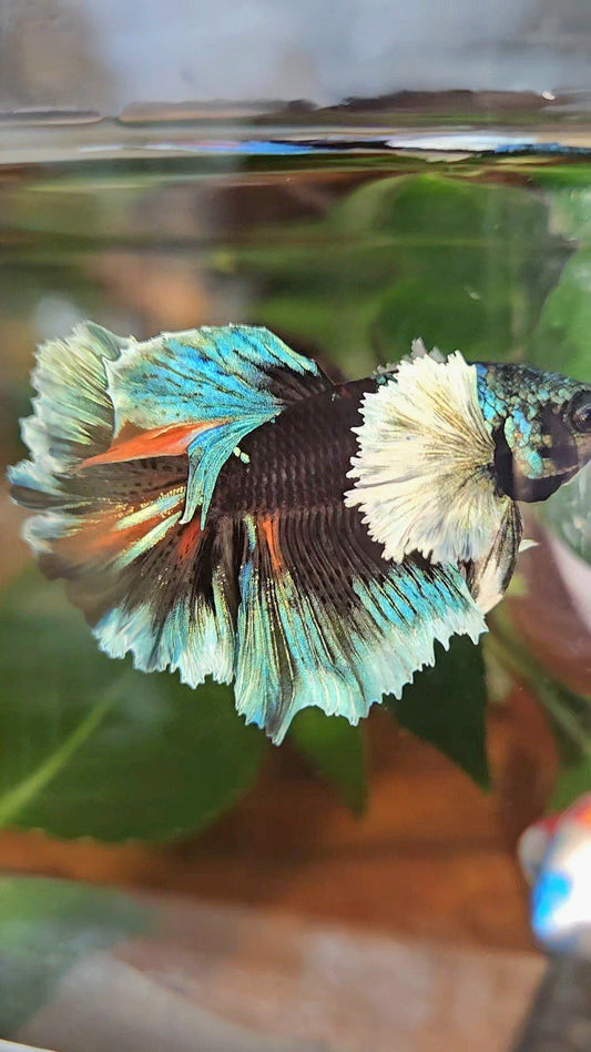 LUXURY HALFMOON DUMBO EAR ROSETAIL BLACK GALAXY AVATAR BLUE ICE VARIATION BETTA FISH