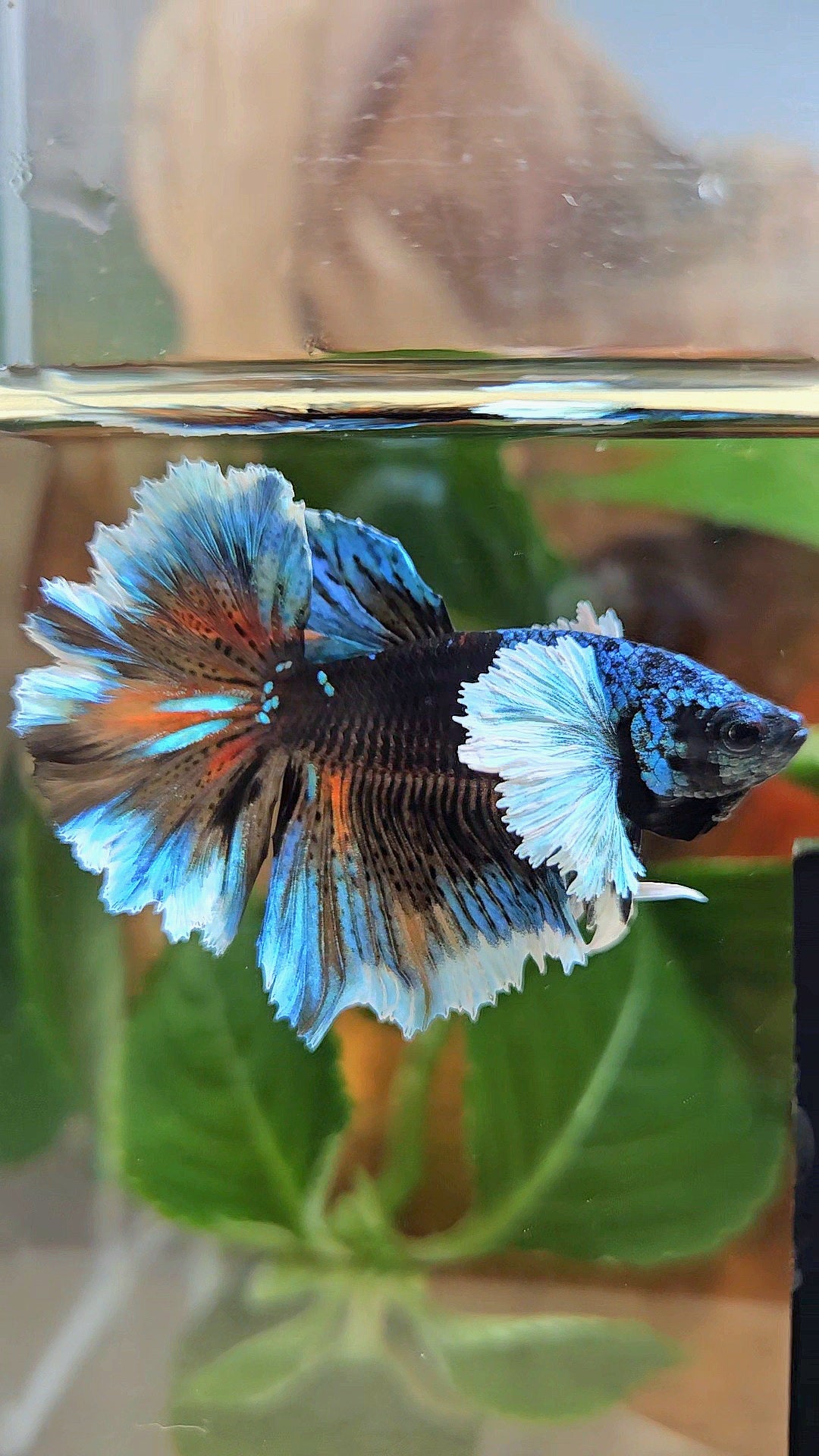 LUXURY HALFMOON DUMBO EAR ROSETAIL BLACK GALAXY AVATAR BLUE ICE VARIATION BETTA FISH