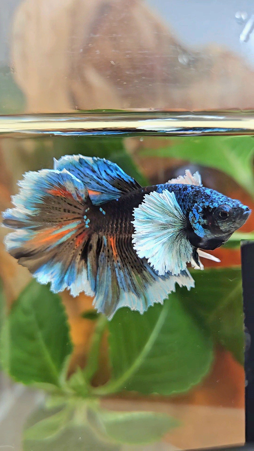 LUXURY HALFMOON DUMBO EAR ROSETAIL BLACK GALAXY AVATAR BLUE ICE VARIATION BETTA FISH
