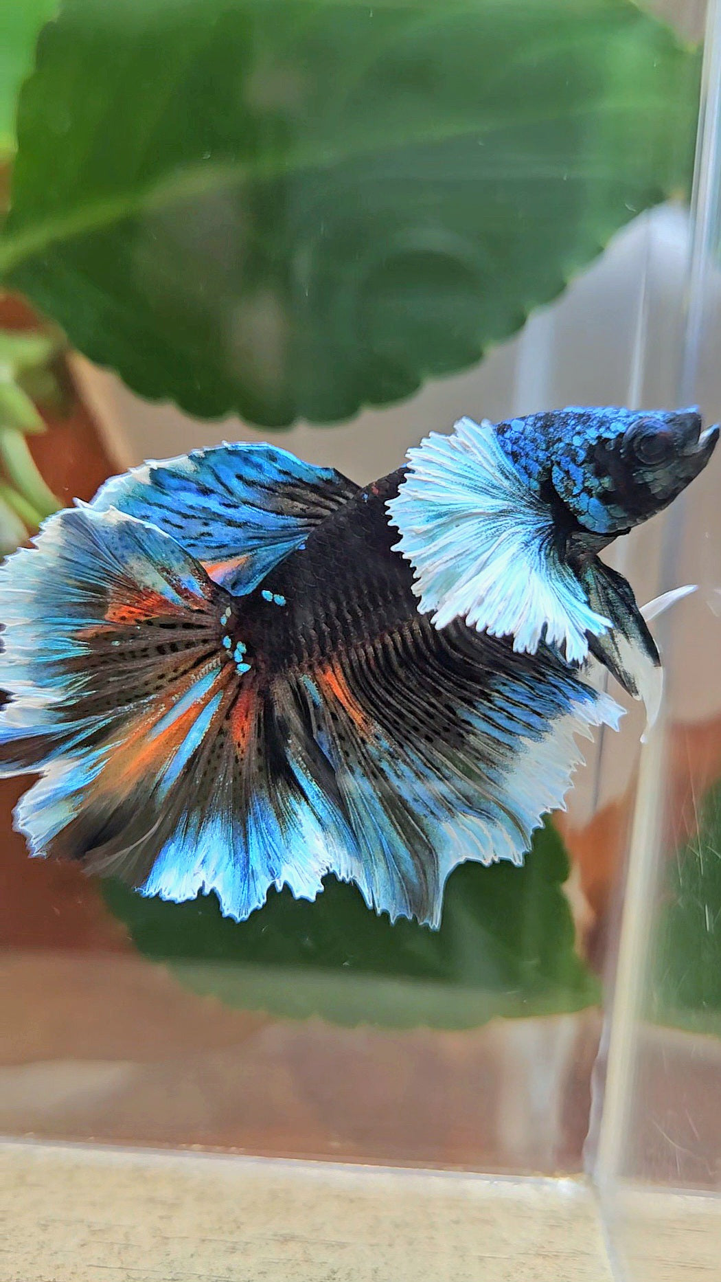 LUXURY HALFMOON DUMBO EAR ROSETAIL BLACK GALAXY AVATAR BLUE ICE VARIATION BETTA FISH