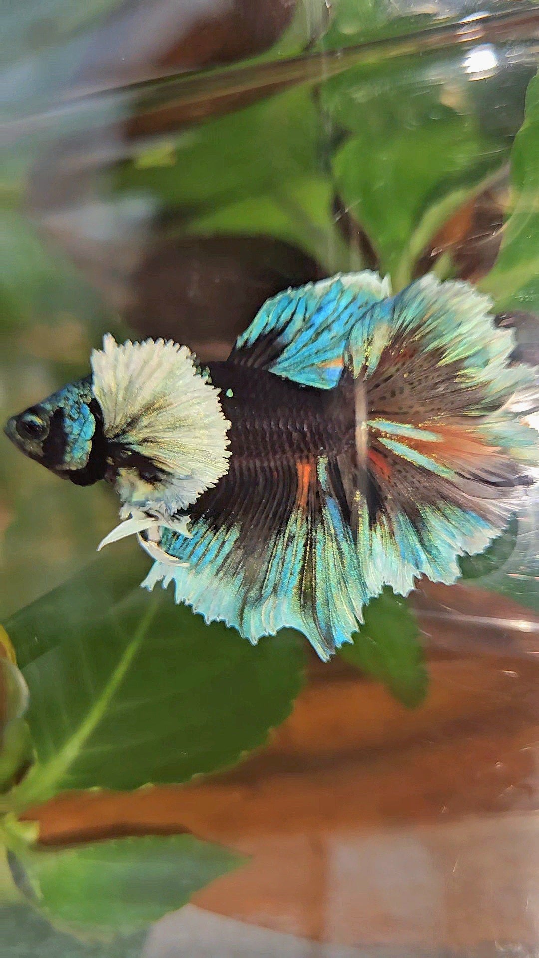 LUXURY HALFMOON DUMBO EAR ROSETAIL BLACK GALAXY AVATAR BLUE ICE VARIATION BETTA FISH