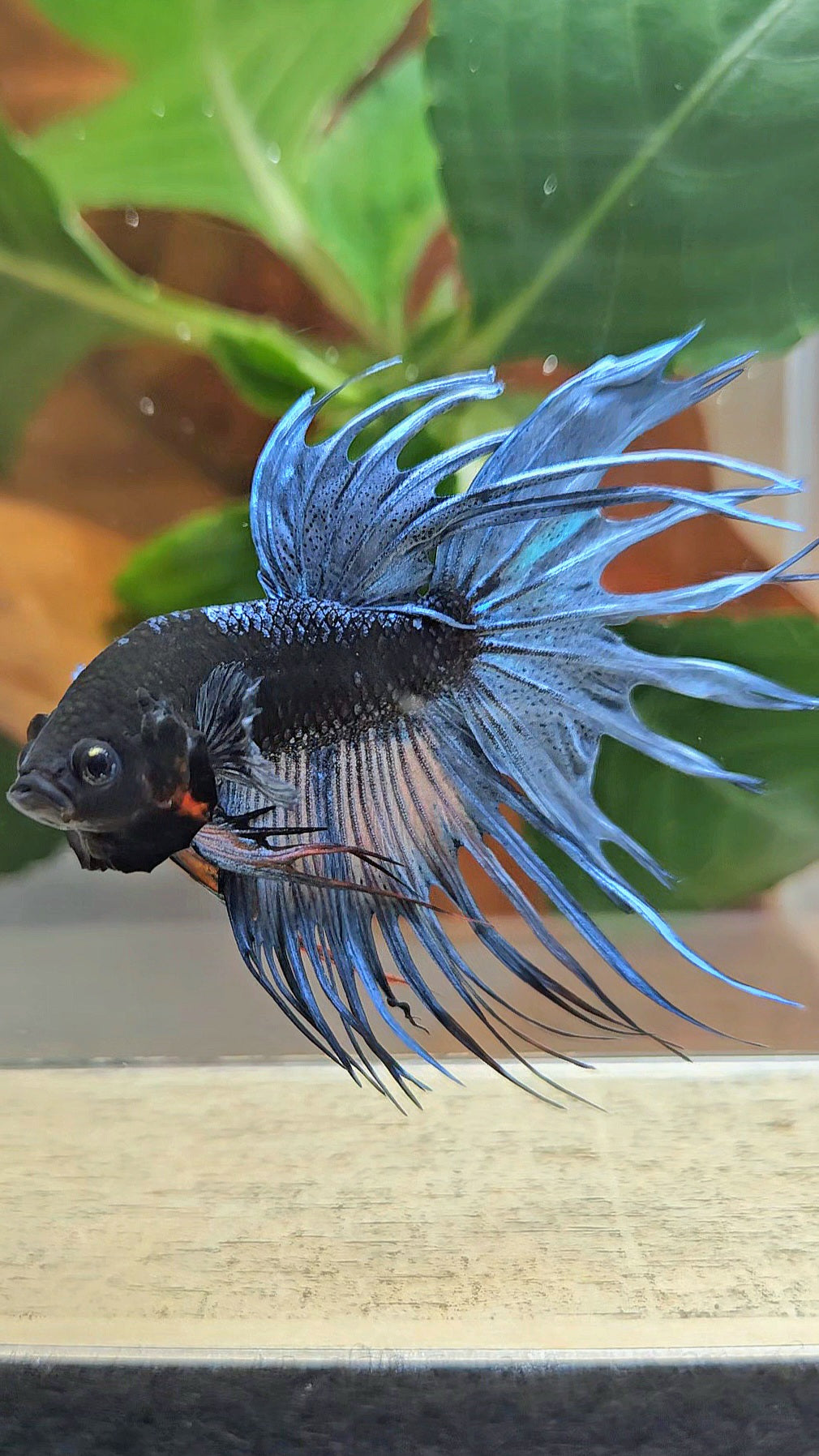 CROWNTAIL BLACK GALAXY AVATAR BLUE GRAY BETTA FISH