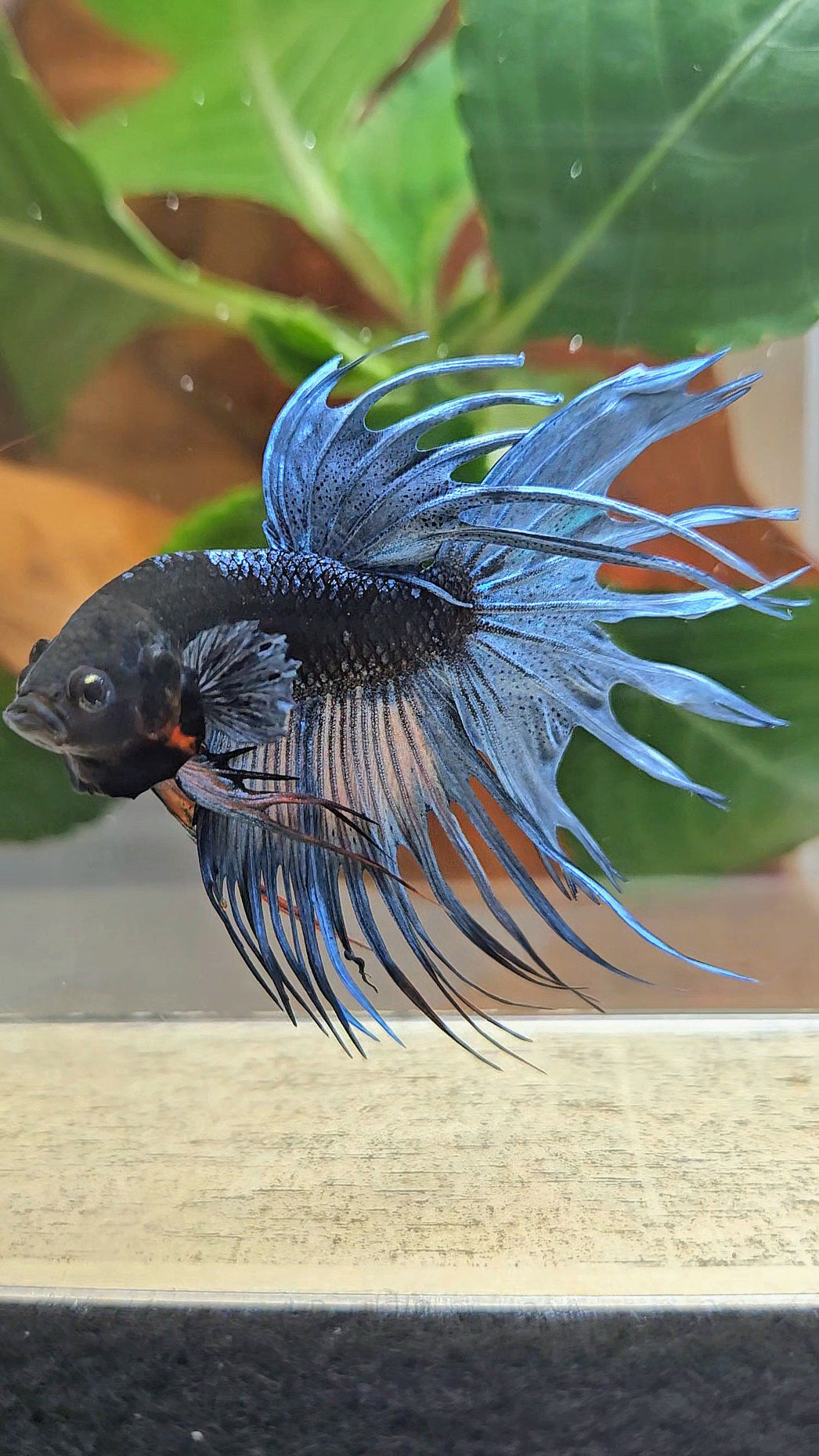 CROWNTAIL BLACK GALAXY AVATAR BLUE GRAY BETTA FISH