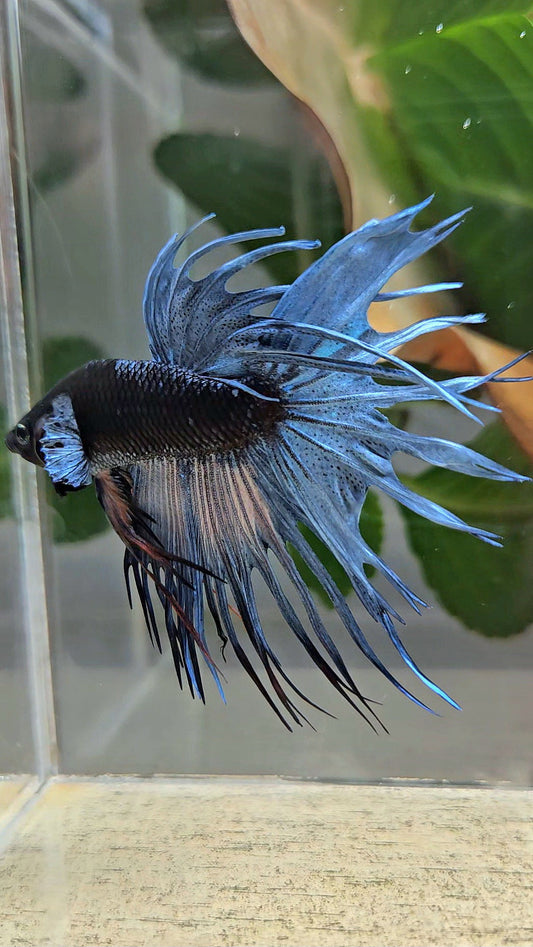 CROWNTAIL BLACK GALAXY AVATAR BLUE GRAY BETTA FISH