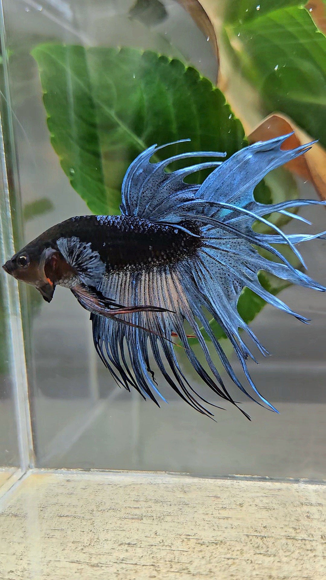 CROWNTAIL BLACK GALAXY AVATAR BLUE GRAY BETTA FISH